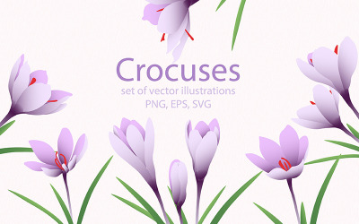 Crocuses - Set of Vector Illustrations