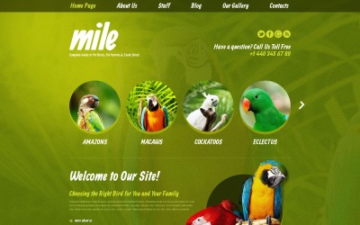 Gratis Exotic Birds Blogg WordPress -tema och webbplatsmall