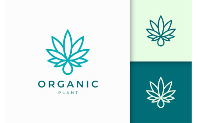 Modelo de logotipo de folha e óleo de cannabis