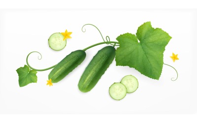 Cucumbers Realistic Composition Vector Illustration Concept