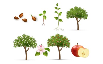 Realistic Life Cycle Apple Tree Set 210230522 Vector Illustration Concept