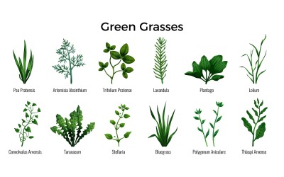 Green Grass 210200305 Vector Illustration Concept