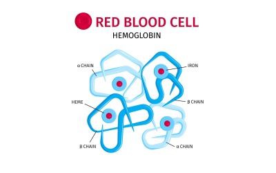 Blodceller Hemoglobin 201250413 Vector Illustration Concept