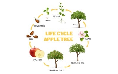 Gerçekçi Yaşam Döngüsü Elma Ağacı Infographics 210230523 Vektör Çizim Kavramı