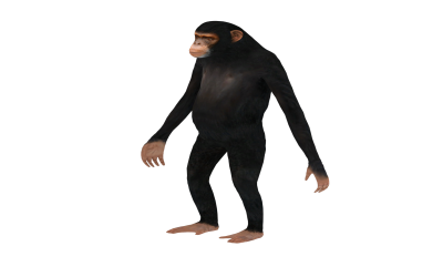 Готовая к игре 3D-модель шимпанзе