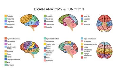 Функциональная область человеческого мозга, анатомия, интеллектуальная система, 201100305, векторные иллюстрации концепции