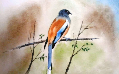 Akvarell gyönyörű madár kert kézzel rajzolt illusztráció vektor