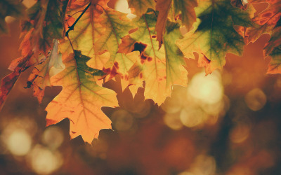 Осень - Мечтательный фоновый музыкальный трек