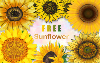 Sonnenblume Illustrationen Clipart kostenlos
