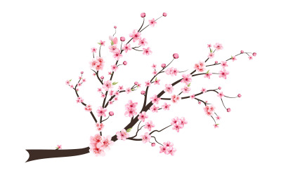 Cherry Blossom rosa akvarell blomma