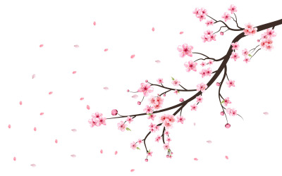 Körsbärsblommande Sakura blomma