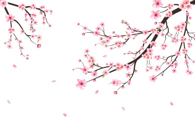 Ramo di Sakura con caduta di fiori rosa