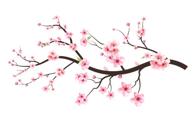 Cherry Blossom Flower med akvarell botanik
