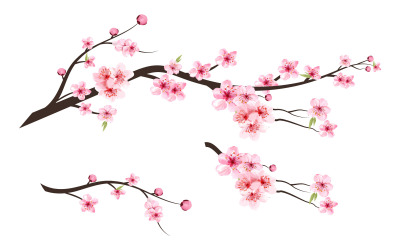 Cherry Blossom akvarell rosa blomma