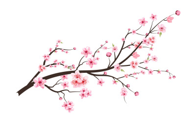 Japansk körsbärsblomning med rosa sakura blomma