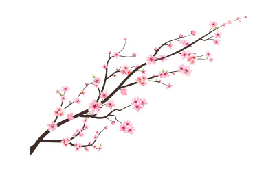 Körsbärsblomning blommande Sakura blomma vektor