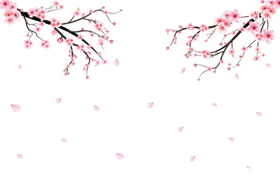Sakura-Zweig mit rosa Blüte, die auf den Hintergrund fällt