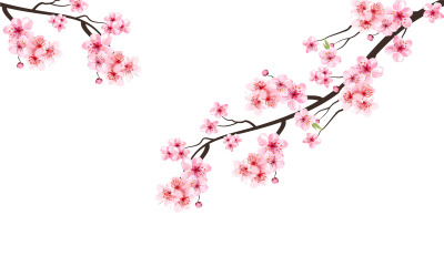 Fleur de cerisier aquarelle