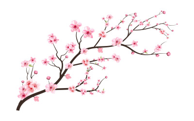 Flor de cerezo con capullo de sakura extendido
