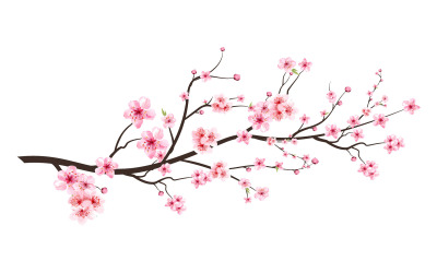 Realistický třešňový květ s akvarelem