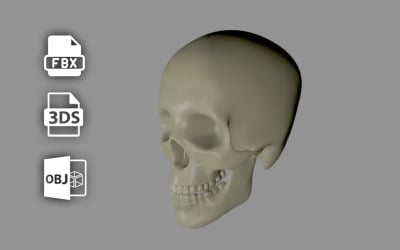 Crânio humano 3D - Modelo 3D Low Poly