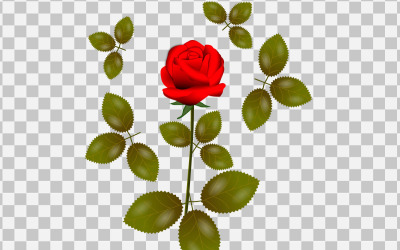 Rose realistiska rosenblad och knopp med röda blommor koncept
