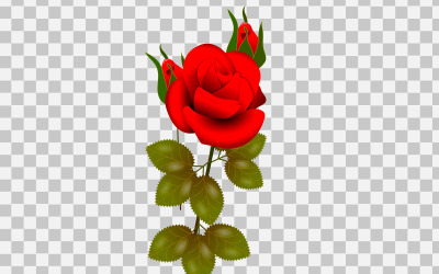 vector red rose realistic rose bouquet with red flower use for card concept