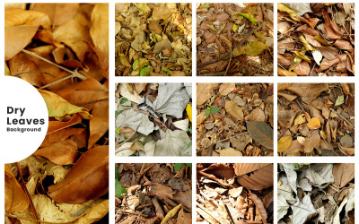 Dry Autumn Leaves Texture Background. Flat Lay Dry Leaves Texture. Autumn Leaves Background