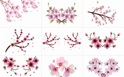 Hand Painted Sakura Cherry Blossom. Watercolor Japanese Cherry Blossom Branch Background