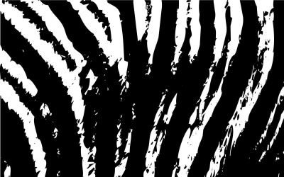 Texture de peau de tigre noir et blanc