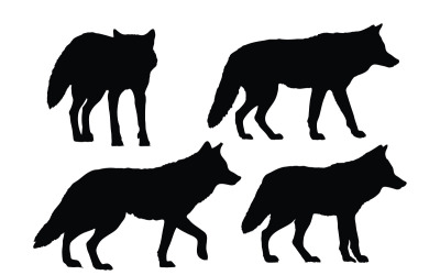 Coyote walking in different positions