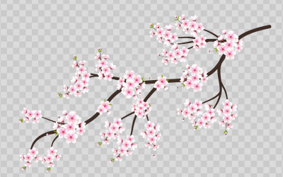 Körsbärsblommor, körsbärsblommor som blommar och vektor. rosa sakura blomma