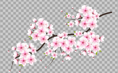 Körsbärsblomningsvektor. cherry blossom blomma blommande vektor. rosa sakura blomma