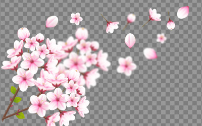 Vector akvarell körsbärsblommor vektor. cherry blossom blomma blommande vektor. rosa blomma
