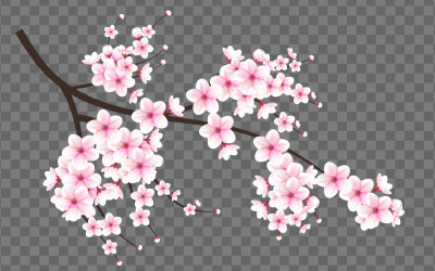 Vector akvarell körsbärsblommor vektor. cherry blossom blomma blommande vektor. rosa sakura flowe