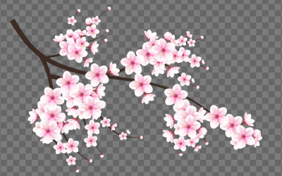 Vektor akvarel vektor třešňového květu. třešňový květ květina kvetoucí vektor. růžový květ sakury