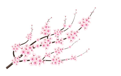Cseresznyevirágok teljes virágzásban, rózsaszín sakura virágmintán