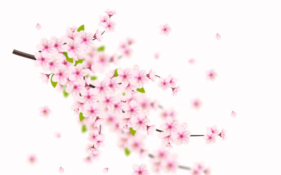 Vektor blommig med körsbärsblommor i full blom på en rosa sakura blomma design