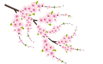 vektor blommig med körsbärsblommor i full blom på en rosa sakura blomma