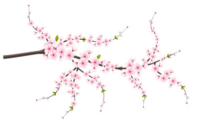 Vektorblumen mit Kirschblüten in voller Blüte auf einer rosa Sakura-Blumendesign-Idee