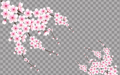 vector cherry blossom in full bloom on a pink sakura flower