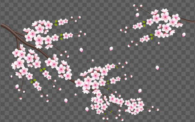 Vektorkörsbärsblommor i full blom på en rosa sakura blommadesign