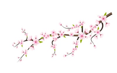 Cherry blossom branch with sakura flower cherry blossom  sakura flower with falling peta