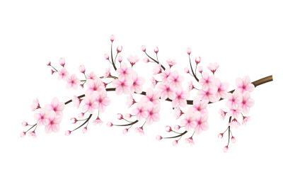 Körsbärsblomsgren med sakura blomma körsbärsblomman sakura blomma med fallande kronblad