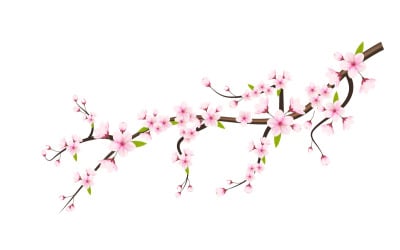Sakura çiçeği ile kiraz çiçeği dalı düşen peta ile kiraz çiçeği sakura çiçeği