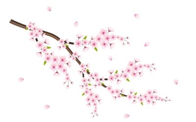 Vector flor de cerezo con flor de sakura flor de cerezo flores de sakura con pétalo que cae