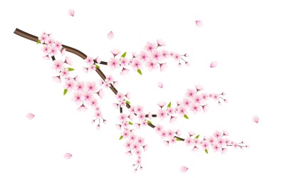 Vektör Kiraz çiçeği sakura çiçeği ile kiraz çiçeği sakura çiçekleri düşen petal ile