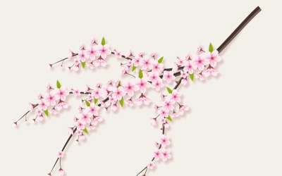 Ветка сакуры с цветком сакуры Цветы сакуры с падающими лепестками