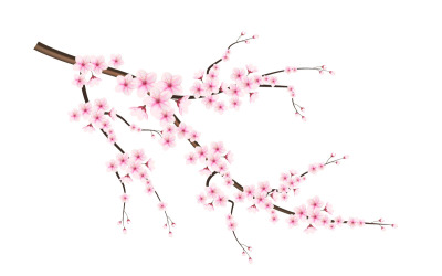 Illustrazione in fiore di fiori di ciliegio e petali, vettore di fiori di ciliegio