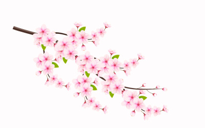 Realistische Illustration blühender Kirschblüten und Blütenblätter, Kirschblütenvektor. rosa Sakura-Blüten